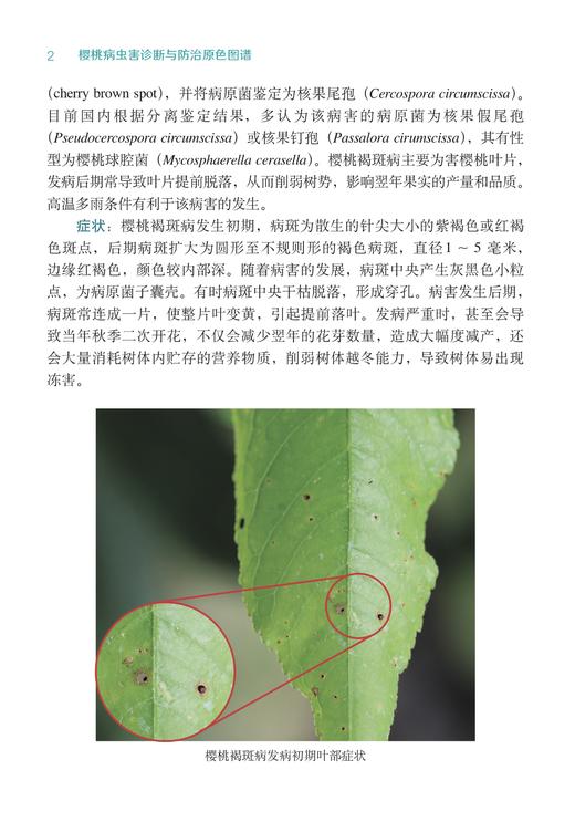 樱桃病虫害诊断与防治原色图谱【中国农业出版社官方正版，可开发票，下单时留开票信息和电子邮箱】 商品图5