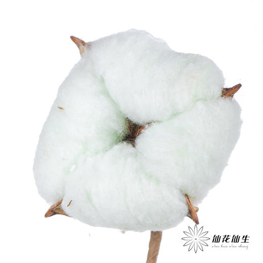 永生花材 ｜ 棉花青色 商品图2