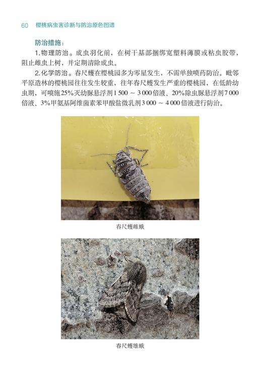 樱桃病虫害诊断与防治原色图谱【中国农业出版社官方正版，可开发票，下单时留开票信息和电子邮箱】 商品图6