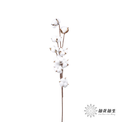 永生花材 ｜ 棉花白色 商品图3
