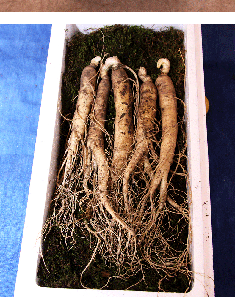 【长白山鲜西洋参】 滋补不上火 新鲜更营养 炖鸡泡酒 全家一参健康