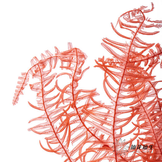 永生花材 ｜ 芒其叶橘红 商品图1