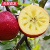 【GY】威宁杨华冰心苹果 绿标认证 脆甜多汁 特级礼盒（10-12个约五斤） 商品缩略图1