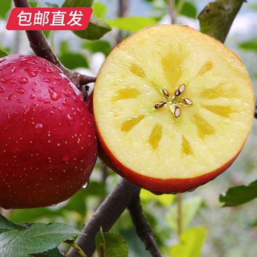 【GY】威宁杨华冰心苹果 绿标认证 脆甜多汁 特级礼盒（10-12个约五斤） 商品图1