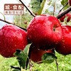 【福虎献瑞】威宁杨华冰心苹果 绿标认证 脆甜多汁 家庭实惠礼盒（二级约五斤）【GY】 商品缩略图3