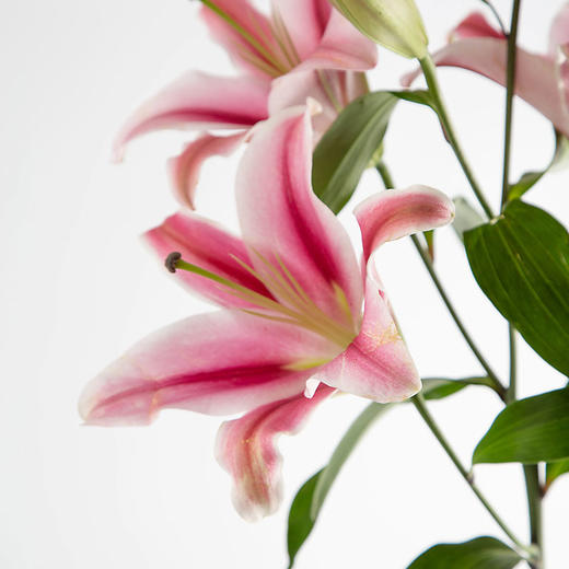 双头百合花 商品图2