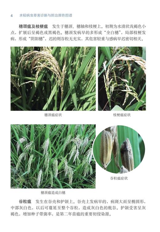 水稻病虫害诊断与防治原色图谱【中国农业出版社官方正版，可开发票，下单时留开票信息和电子邮箱】 商品图2