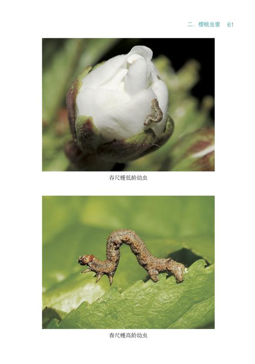 樱桃病虫害诊断与防治原色图谱【中国农业出版社官方正版，可开发票，下单时留开票信息和电子邮箱】 商品图7
