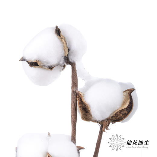 永生花材 ｜ 棉花白色 商品图2