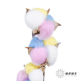 永生花材 ｜ 棉花七彩