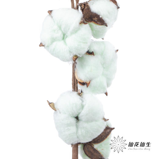 永生花材 ｜ 棉花青色 商品图0
