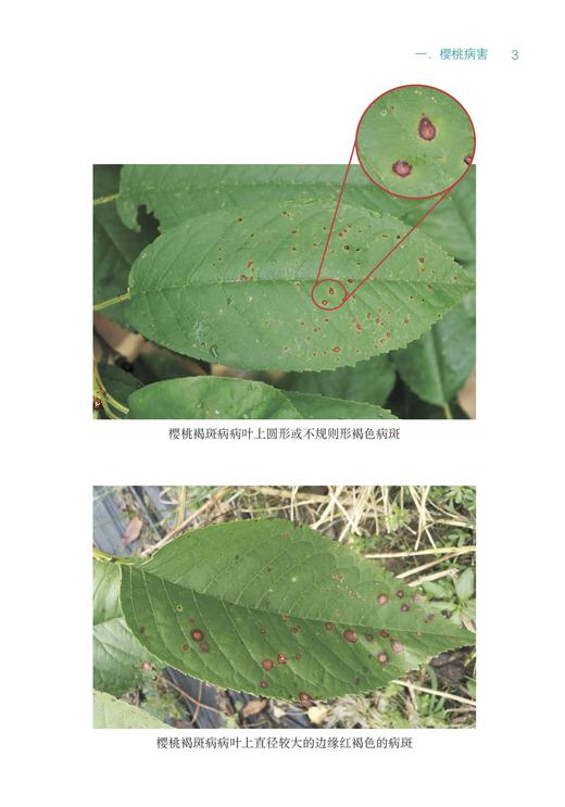 樱桃病虫害诊断与防治原色图谱【中国农业出版社官方正版，可开发票，下单时留开票信息和电子邮箱】 商品图8
