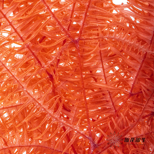 永生花材 ｜ 芒其叶橘红 商品图3