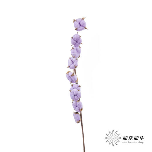 永生花材 ｜ 棉花紫色 商品图1