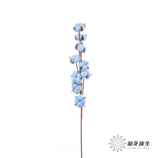 永生花材 ｜ 棉花蓝色 商品图3