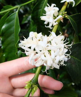 认识咖啡豆|咖啡树的成长（3）