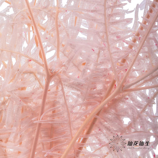永生花材 ｜ 芒其叶樱花粉 商品图3