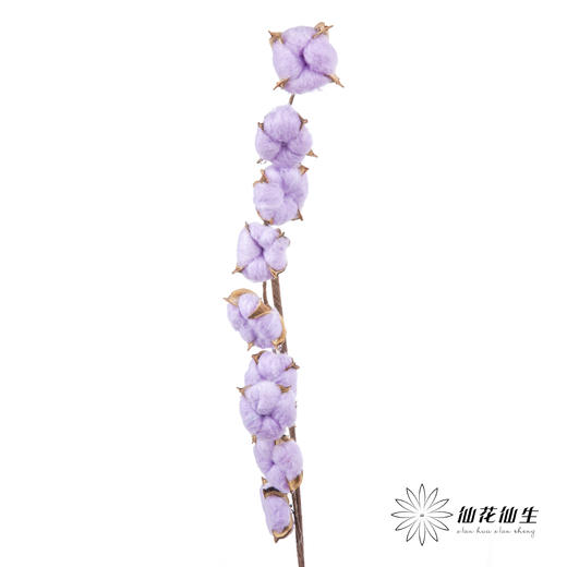 永生花材 ｜ 棉花紫色 商品图3