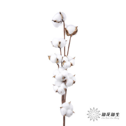 永生花材 ｜ 棉花白色 商品图1