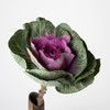 叶牡丹 商品缩略图0