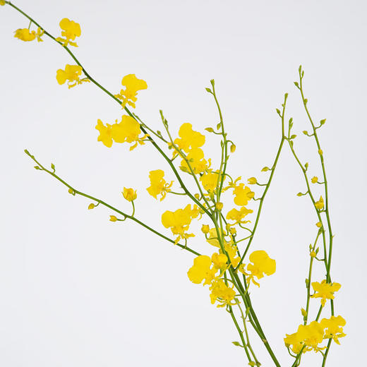 跳舞兰 商品图1