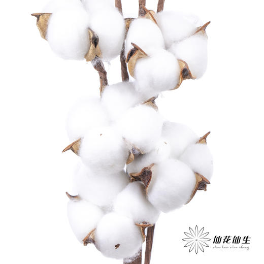 永生花材 ｜ 棉花白色 商品图0