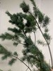 配叶-五针松(1到2支) 商品缩略图0