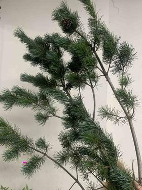 配叶-五针松(1到2支)