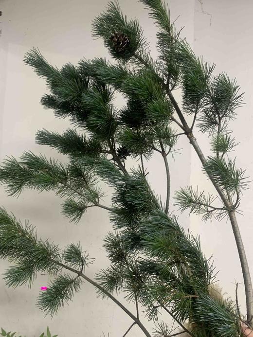 配叶-五针松(1到2支) 商品图0