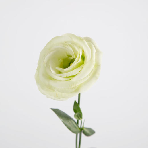 洋桔梗 商品图9