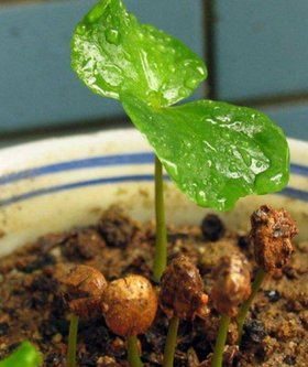 认识咖啡豆|咖啡树的成长（1）