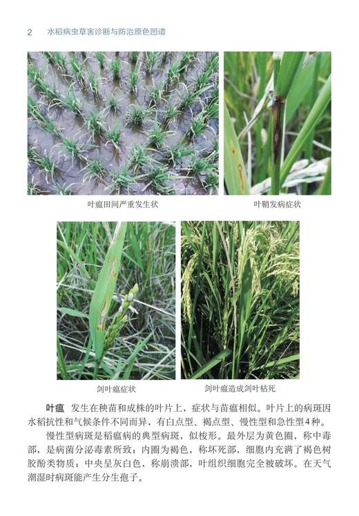 水稻病虫害诊断与防治原色图谱【中国农业出版社官方正版，可开发票，下单时留开票信息和电子邮箱】 商品图3