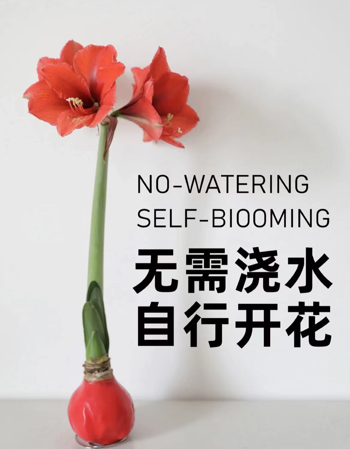 2022注定红 懒人植物推荐|荷兰朱顶红蜡球