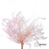 永生花材 ｜ 芒其叶樱花粉 商品缩略图0
