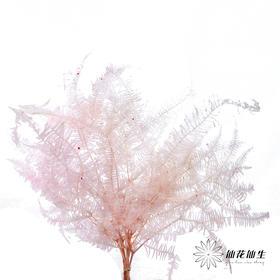 永生花材 ｜ 芒其叶樱花粉