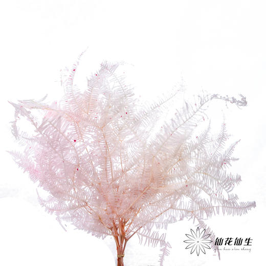 永生花材 ｜ 芒其叶樱花粉 商品图0