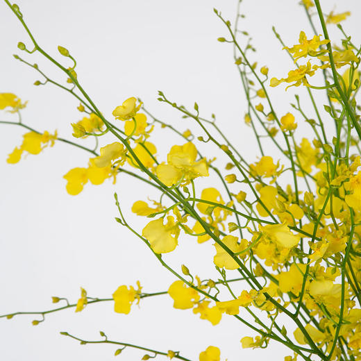 跳舞兰 商品图2