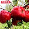 【GY】威宁杨华冰心苹果 绿标认证 脆甜多汁 特级礼盒（10-12个约五斤） 商品缩略图2