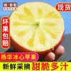 【GY】威宁杨华冰心苹果 绿标认证 脆甜多汁 特级礼盒（10-12个约五斤） 商品缩略图0