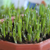 密农人家DIY盆栽黄韭菜_现摘现吃1盆_带土带盆发货/只有韭菜根750g/不带土不带盆 商品缩略图1