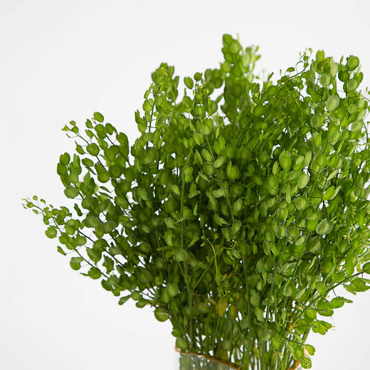 翠喜叶 商品图0