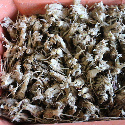 密农人家DIY盆栽黄韭菜_现摘现吃1盆_带土带盆发货/只有韭菜根750g/不带土不带盆 商品图4