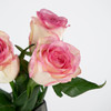 红袖玫瑰 商品缩略图0