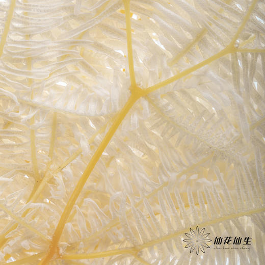 永生花材 ｜ 芒其叶白 商品图4