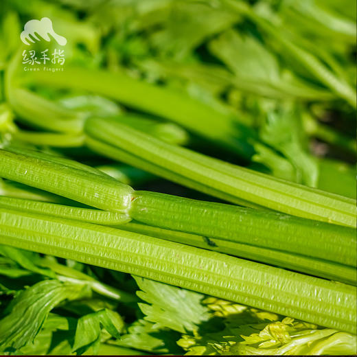 生态西芹 | 合作生产*Eco- celery | Coproducted 商品图0