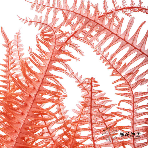 永生花材 ｜ 芒其叶橘红 商品图2