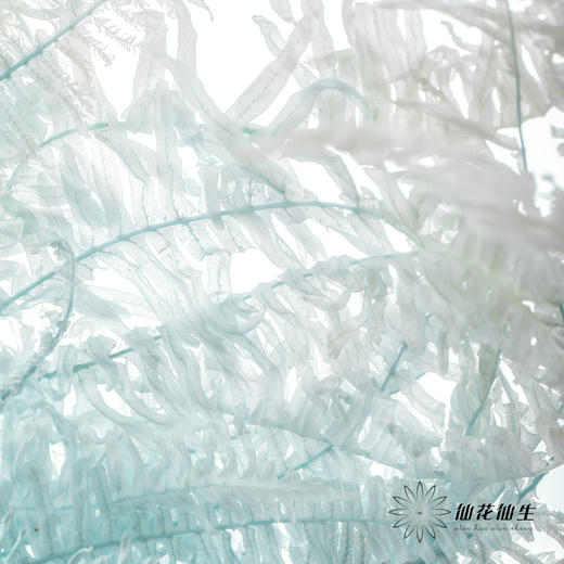 永生花材 ｜ 芒其叶蒂芙尼蓝 商品图1