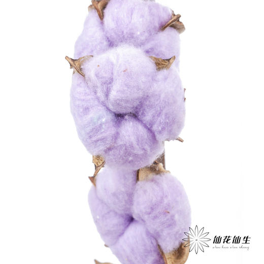 永生花材 ｜ 棉花紫色 商品图0