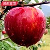【GY】威宁杨华冰心苹果 绿标认证 脆甜多汁 特级礼盒（10-12个约五斤） 商品缩略图3