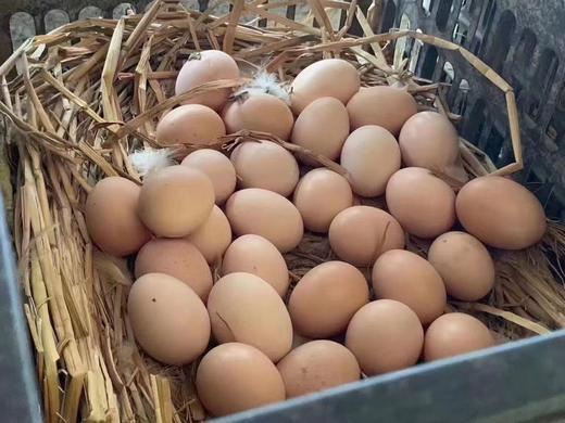 天台山土鸡蛋 商品图0